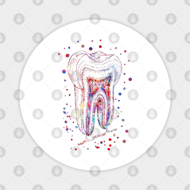 Human tooth structure Magnet by RosaliArt